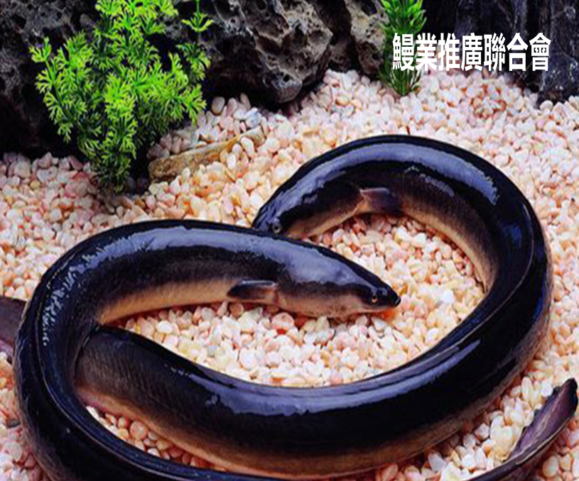 全球鰻魚進(jìn)步聯(lián)盟英文標(biāo)準(zhǔn)型網(wǎng)站